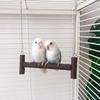 Parrots Swing Hammock Perch Metal Chain Wooden Rod Small Bird Toy For Cages Outdoor Use