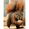 5D DIY diamantová malba Zvířecí veverka Umělecká sada křížového stehu Kamínkový obrázek Úplné diamantové vyšívání Mozaikové dekorace dárek