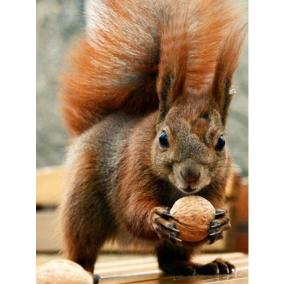 5D DIY diamantová malba Zvířecí veverka Umělecká sada křížového stehu Kamínkový obrázek Úplné diamantové vyšívání Mozaikové dekorace dárek