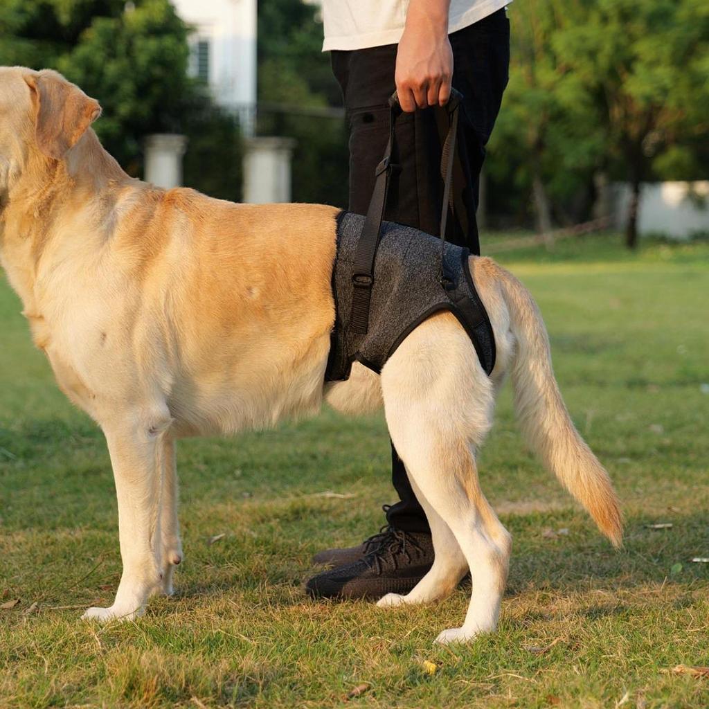 Hunde-Hilfsgeschirr für die Hinterbeine, Mobilitätshilfe für ältere Hunde