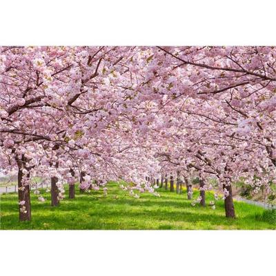 Puzzle Life Pink Cherry Blossom Road PL1356 1000 elementów, popularne koreańskie puzzle