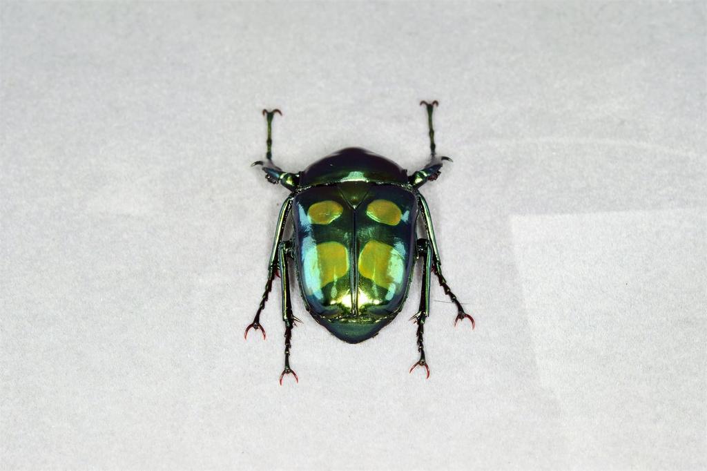 Nirvana Giant Scarab Beetle Refrigerator Plastic Finished Product Figure, Coleoptera, Ornament, Magnetic, Realistic, Adult, Illustrated, Insect,