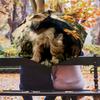 Retro Yorkshire Terrier Pattern, Automatic Folding Umbrella, Portable and Foldable Design, 8 Ribs, a Christmas or Birthday Gift.