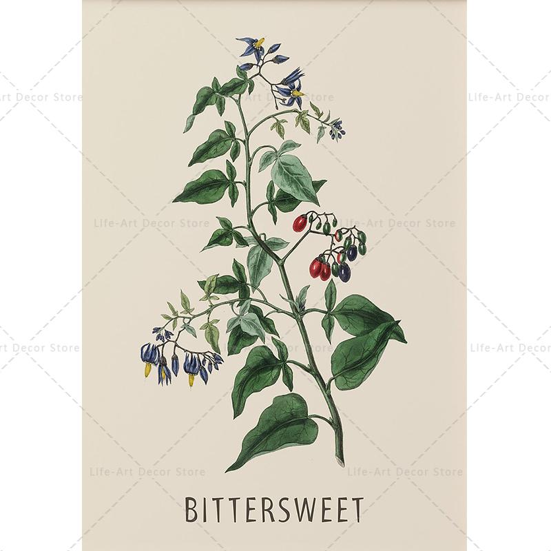 Roślina, kwiat, badania, plakat retro, druk botaniczny, plakaty ziołowe, obraz vintage na płótnie, obraz na ścianę do salonu,