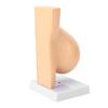 Lactating Bust Anatomical Model PVC Hand Made Lifelike Female Anatomical Chest Model for Lactation Teaching Nursing Training