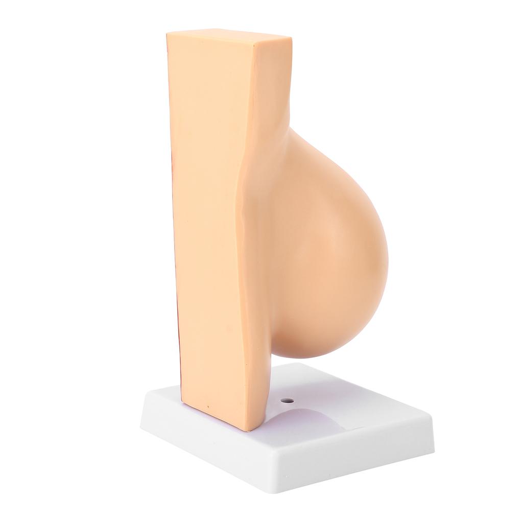 Lactating Bust Anatomical Model PVC Hand Made Lifelike Female Anatomical Chest Model for Lactation Teaching Nursing Training