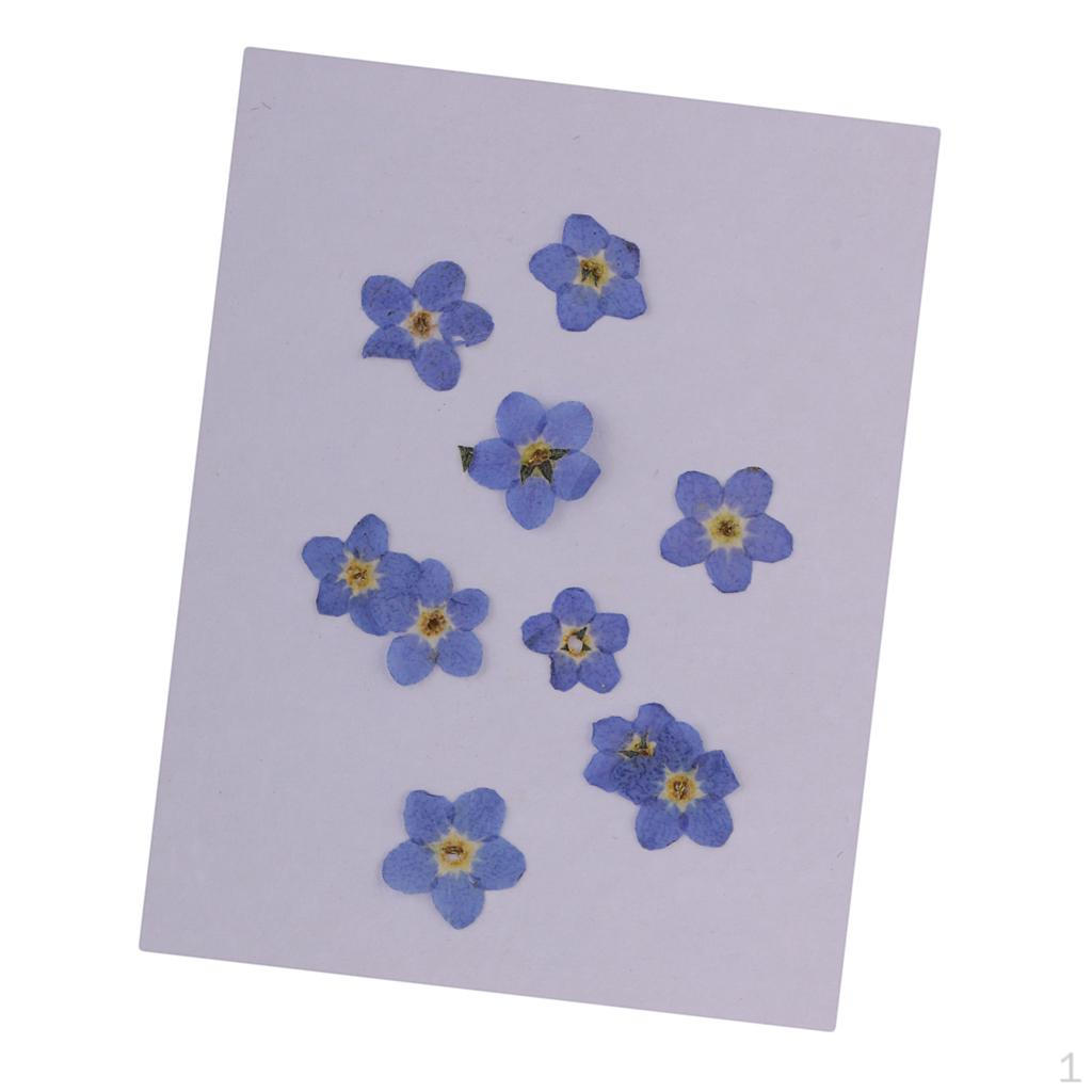 Pressed Real Dried Flowers for Resin Ornament Jewelry Making