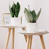 Elegant Rose Pot White Century Plant Planter Century Plant Pots Stylish Home Garden Indoor Desk Decors Props