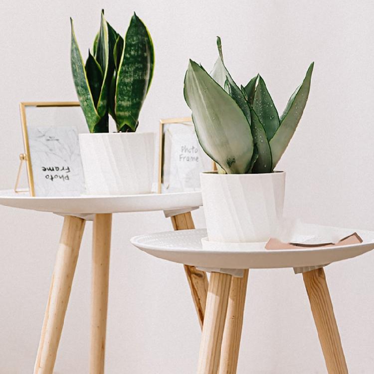 Elegant Rose Pot White Century Plant Planter Century Plant Pots Stylish Home Garden Indoor Desk Decors Props