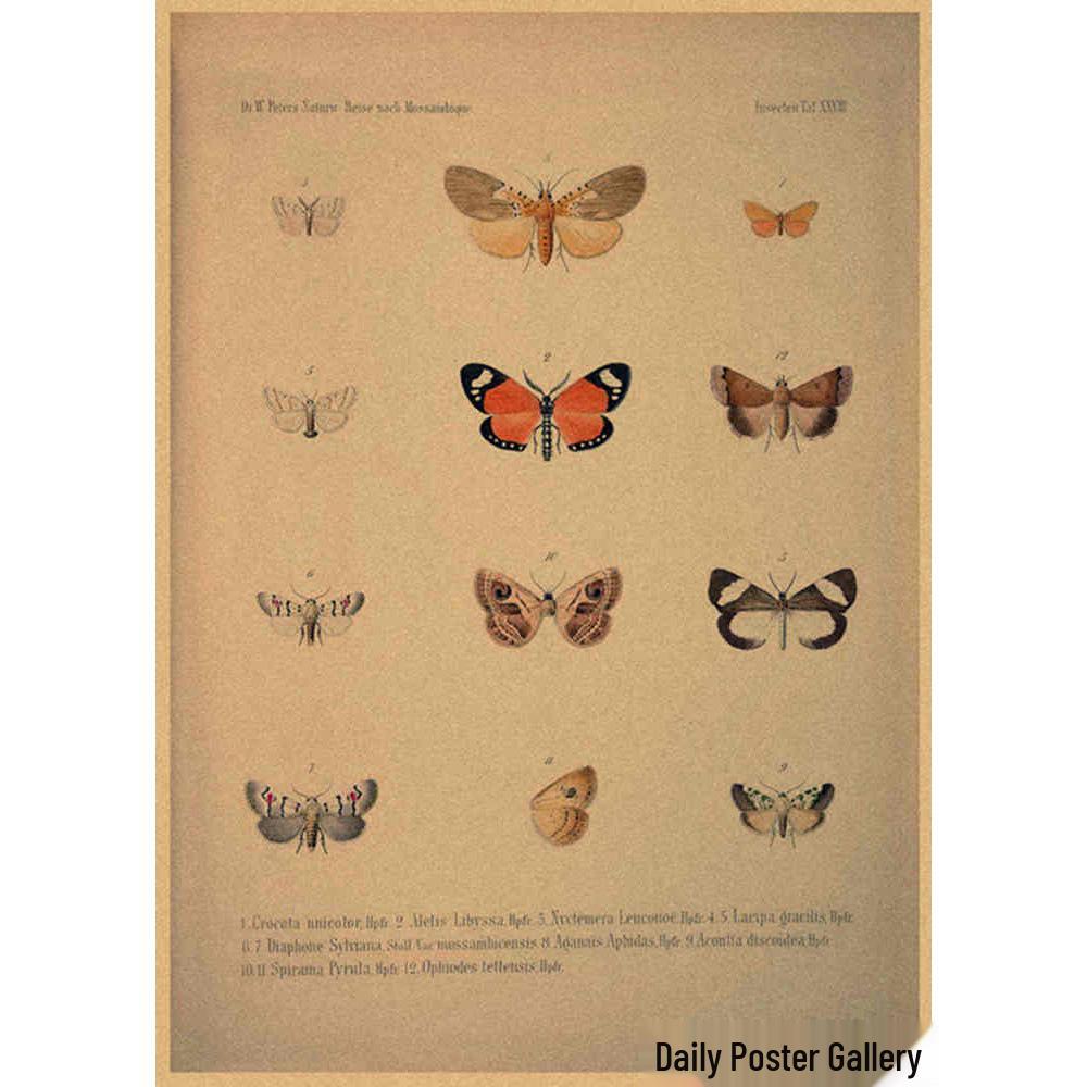 Retro Schmetterlings-Illustrationsposter: Handbemalte Tier-Wandkunst im Vintage-Stil, europäisch & amerikanisch
