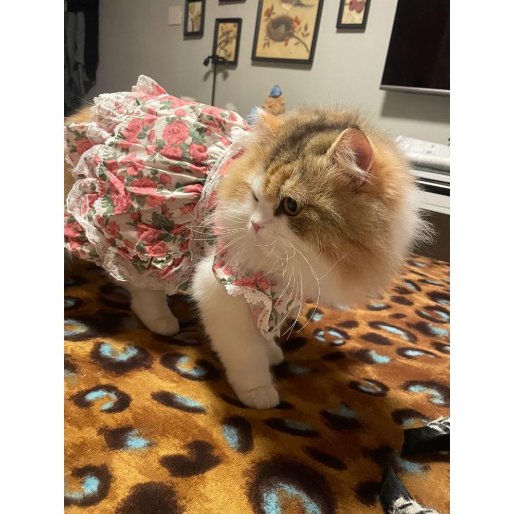 Lace Pet Dog Dress - Princess Style Outfit,Spring Floral Printing Tutu For Small Dog,Ideal for Puppy Birthday Party & Daily Wear