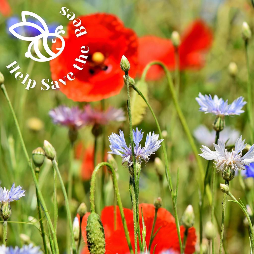 Help Save the Bees Seeds Set / 20 Set Nectar-rich Plants / Bee-friendly Set / Flowers / Pollen / 100g