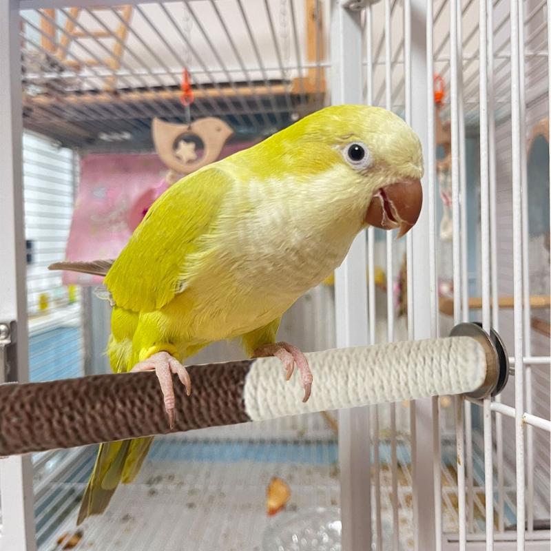 Juego de 4 Perchas Rascadores de Afilado para Loros Soporte para Pájaros Juguete para Jaula Palo Estante Juguete Percha de Afilado Suministros