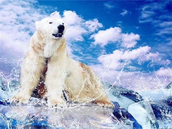 Full Square/round Diamond Painting Embroidery Polar Bear Home Decor Mosaic Cross Stitch Arctic Animal Wall Sticker