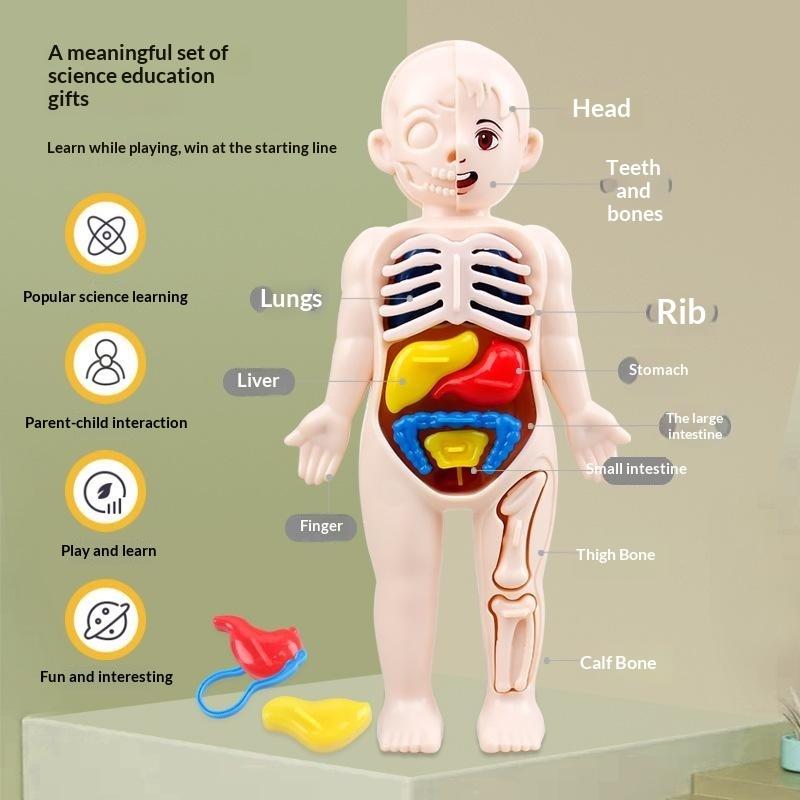 Human Body Anatomy Educational Toy Removable Organ Set for Boys Girls Aged 4+ Science Learning Toy Birthday Gift for Kids