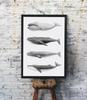 Plakat humbaki wieloryb