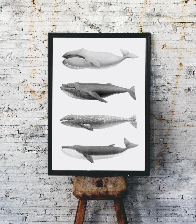 Plakat humbaki wieloryb