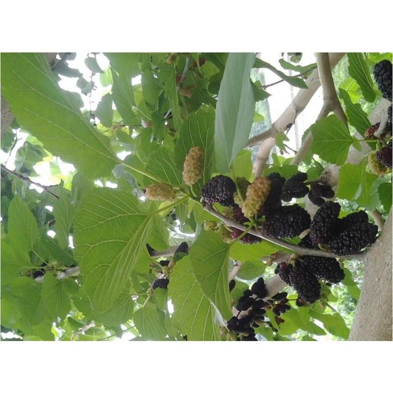 Cheongdo Sunni Farm Dried Mulberry Powder 100% Domestically Produced