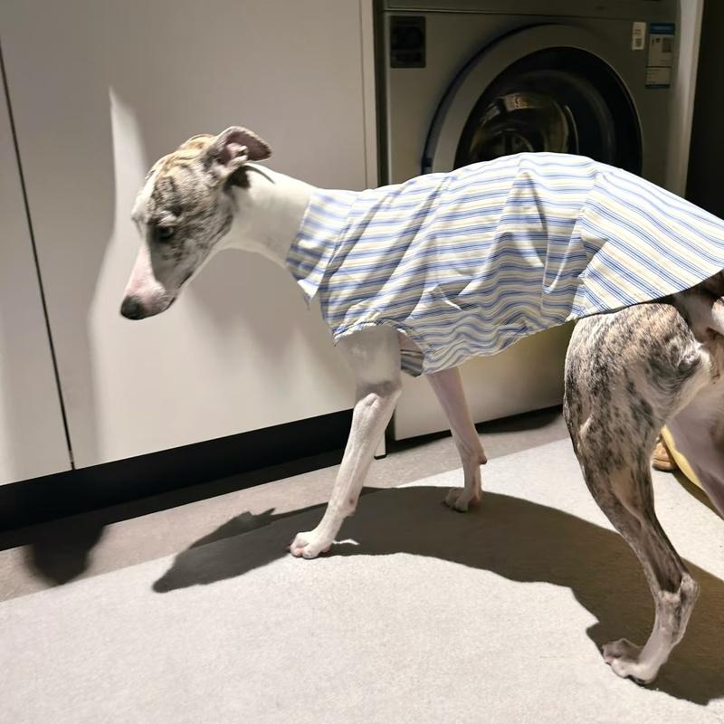 Lévrier Italien Rayures Bleues Coton Sans Manches Tissu Frais et Confortable Été Ultra-fin Chiens Whippets Vêtements