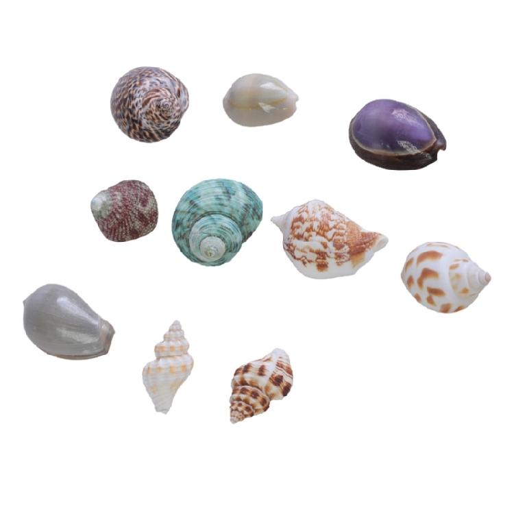 Floating Seashells Display Box Large-capacity Seashells Decorative Storage Box for Home and Beach Decoration