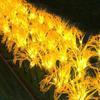 UOSU Solar LED Wheat Spike Garden Lights (3-Pack)