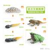 Simulation Frog Growth Cycle Model Early Education Cognition Darwin Frog Tree Frog Growth Process Static Ornament