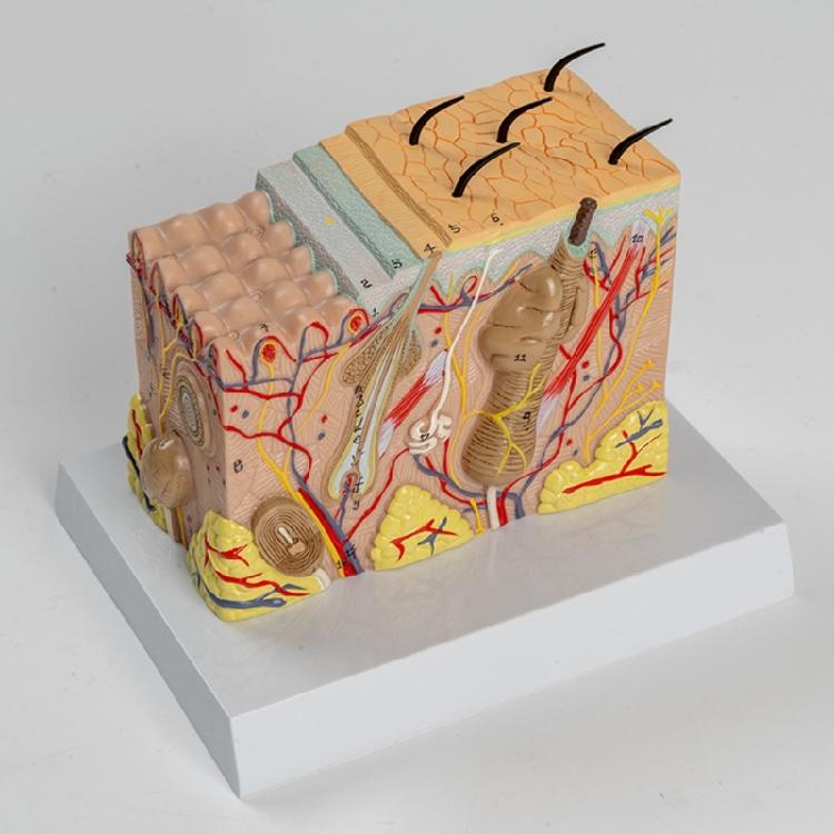 Menschliches Hautanatomie-Modell Menschliche Hautstruktur Anatomisches Modell