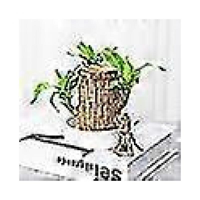 Nowy Groot Roślina Zielona Drewno Brazylijskie Drewno Wodne Podnoszące Drewno Szczęścia Małe Drzewko w Doniczce Ludzie szybko