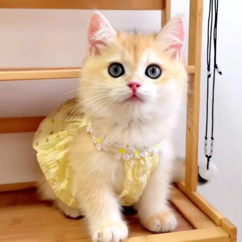 Pretty Small Cat Dress Summer Cute Small Dog Skirt Thin Yellow Collar Mini Puppy Princess Dress Cat Skirt