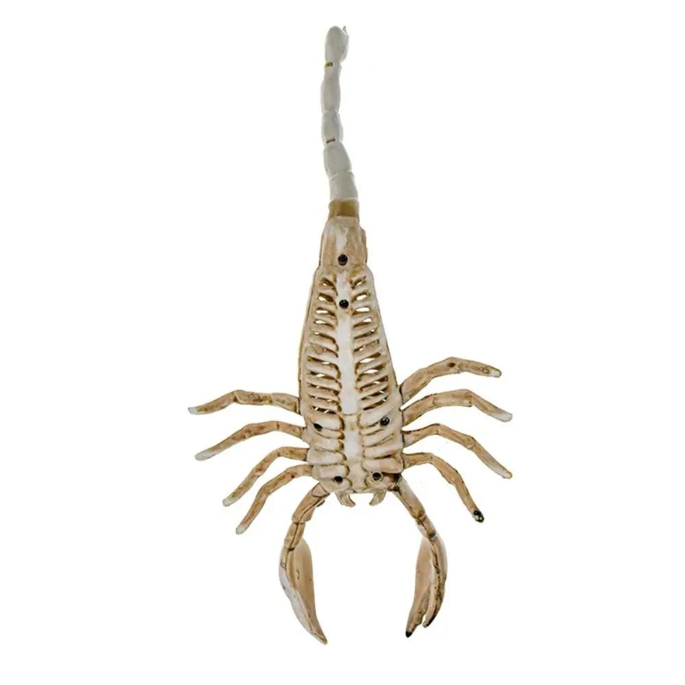 Human Bones Halloween Bats Skeleton Skeleton Model Scary Halloween Animal Skeleton Plastics Bat Mouse Lizard Scorpion Home