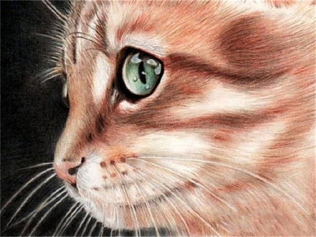 Pictură cu diamante 5d, nou sosiri, pisică drăguță, broderie cu diamante lucrată manual, mozaic de animale, cadou complet rotund/pătrat, decor acasă