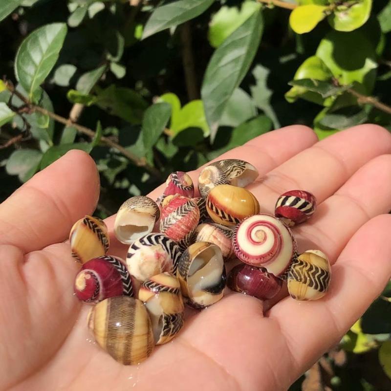 Eremitkräfta Ersättning & Snäcka Naturliga Snäckskal för Akvariumdekor