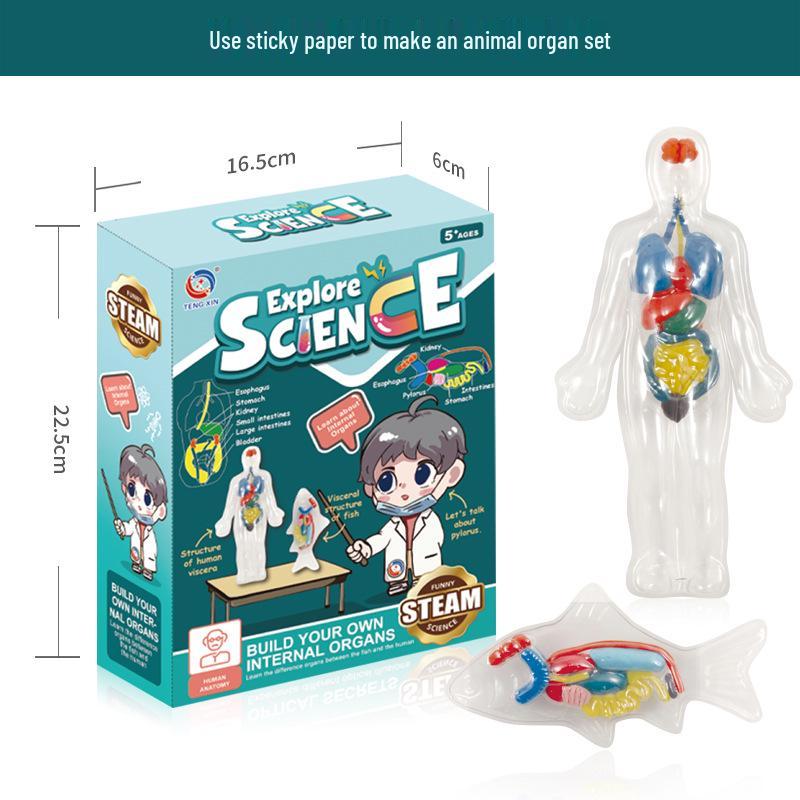 Children s STEM Educational Human Skeleton & Organs Model Teaching Aid