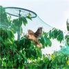 Plants Nylon Protection Net Anti Bird Netting Crop Fruit Vegetable Protective Net Climbing Net Garden Orchard Fence Width 2M 4M