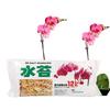 12L Garden Supply Sphagnum Moss Phalaenopsis Orchid Soilless Culture Fertilizer
