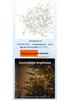 Indoor LED Firecracker Copper Wire Lights for Festive Decoration