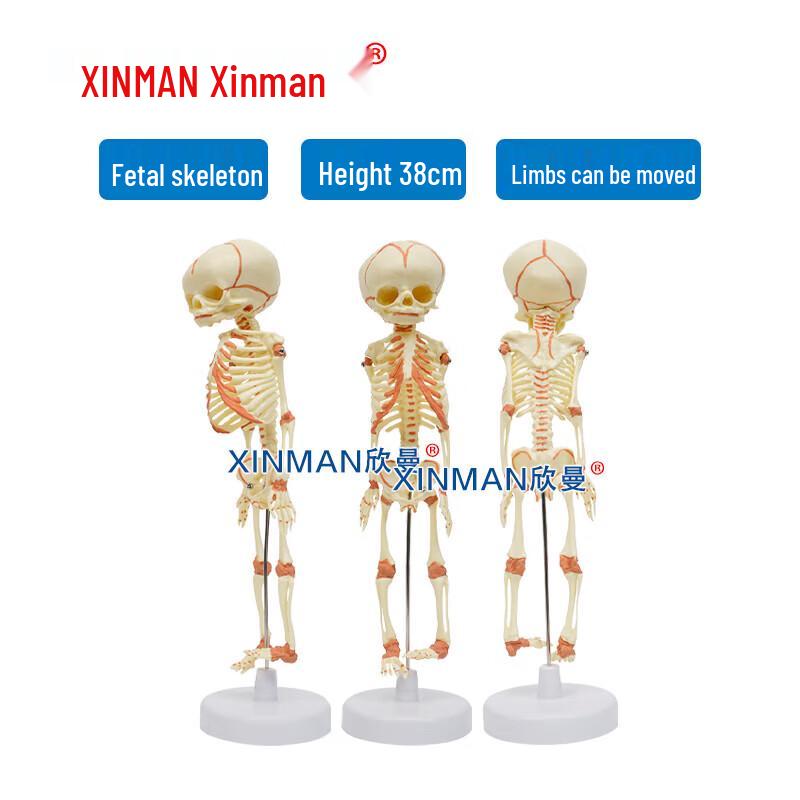 Xinman Fetal and Infant Skeleton Model
