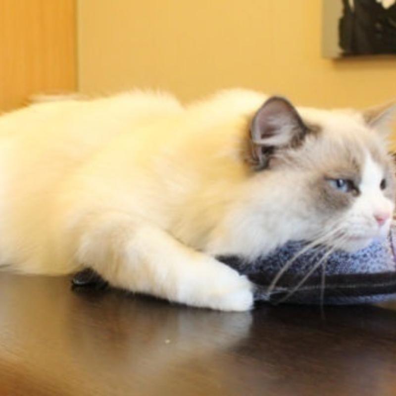 Nové mazlíček pes kotě kočka máta hračky na hraní tvar ryby plyšové hračky potažené šantou kočičí