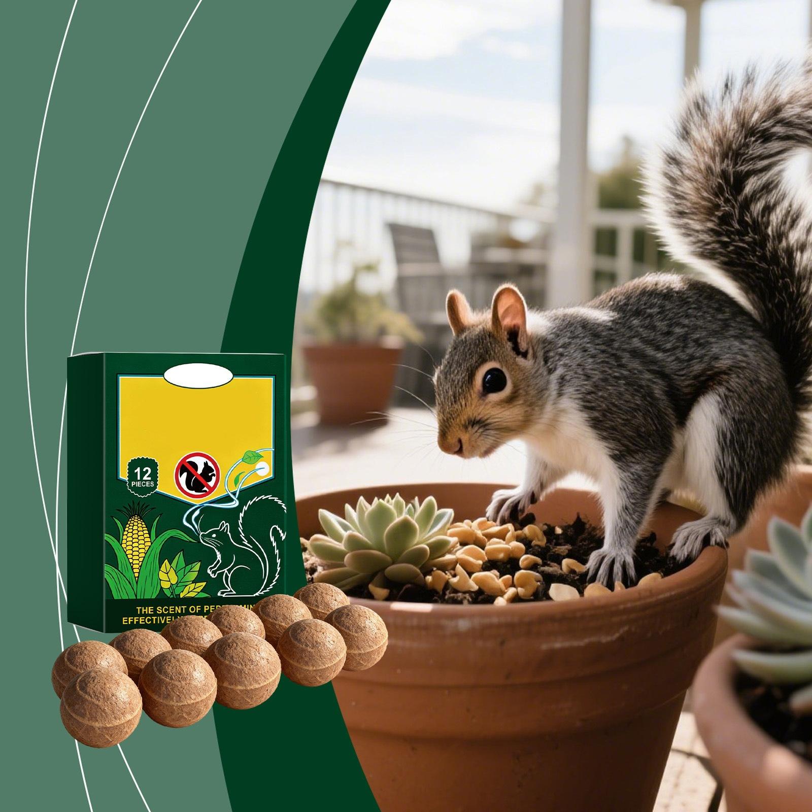 

Squirrel Expulsion Is Gentle And Effective For Outdoor Squirrel Avoiding Interference And Odors. Squirrel Expulsion One Size