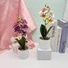 Phalaenopsis Potted Flower Plant For Wedding Home And Commercial Decoration