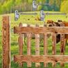 Heavy Duty bolts Door Hinges Bolts Hinges Heavy Duty Door Hinges Rustproof Easy Maintenance for Multiple Applications