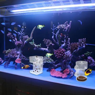 Peces y mascotas acuáticas – Mantenimiento de acuario