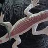12Pcs Hairpin Vibrant Color Lizard Decor Handcrafted Hair Clip Hair Decoration Halloween Hair Accessory Fun Costume Gift