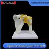 Human Skeleton Model with 6 Major Joints: Knee, Foot, Hand, Shoulder, Elbow, and Hip