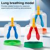Lung Breathing Function Demonstration Model 3D Human Lung Breathing Simulation Device School Students Educational Scientific Experiments Teaching Aid