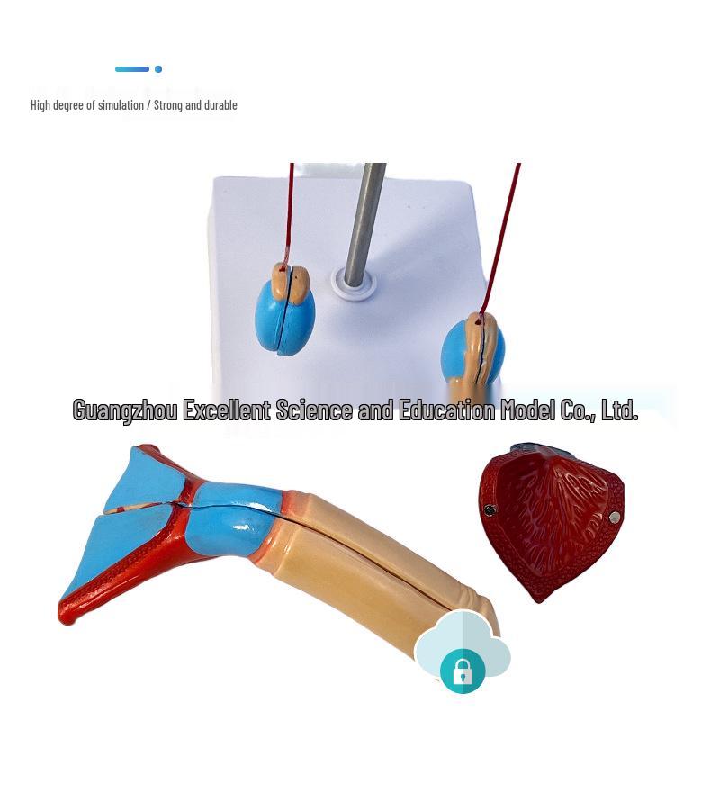 Modello 3D del Sistema Urinario Umano: Rene, Uretere, Vescica, Uretra Maschile e Femminile