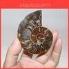 Coppia Elegante Conchiglia Fossile di Ammonite Naturale Specimen Per Guarigione e Arredamento Casa