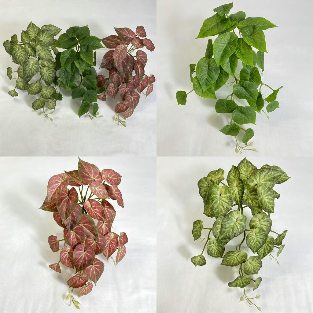 Epipremnum Aureum Wall Mounted Hanging Basket For Home Decoration Styling Event