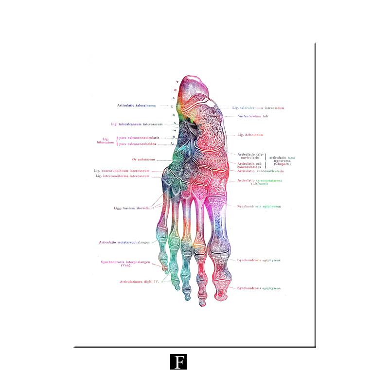 

Современный цветной анатомический рисунок человека, медицинский скелет, структура, постер для ног, скандинавский холст, образовательная декоративная живопись, настенное искусство 30x40cm No Frame