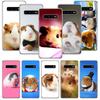Meerschweinchen Süßes Tier Haustier Blaue Handyhülle Für Samsung Galaxy S26 Ultra S23 S24 S25 Edge S20 FE S21 S22 Plus Weiche Druckschale Co